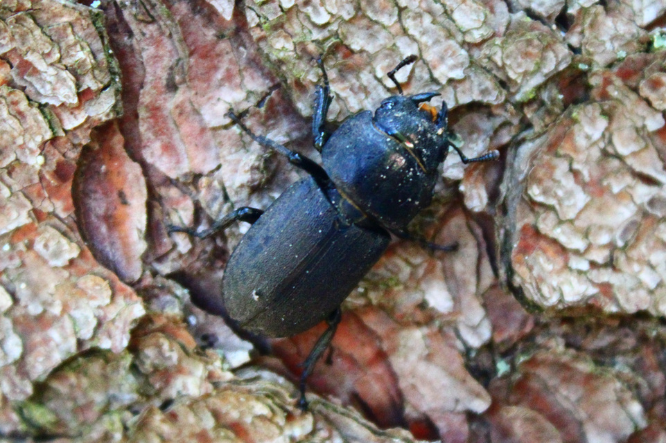 Dorcus parallelipipedus - kis szarvasbogár