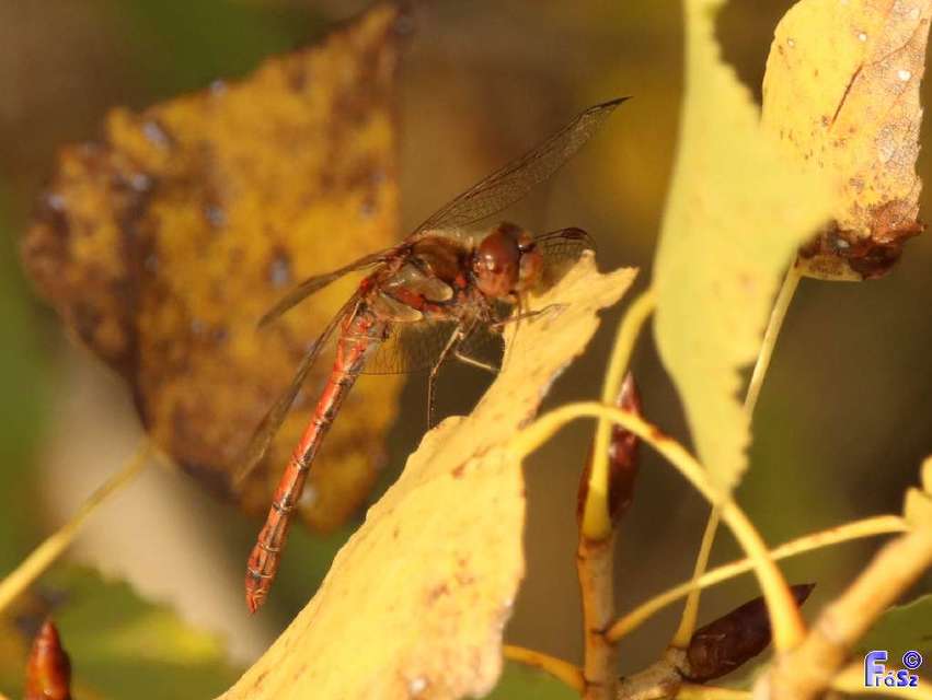 Sympetrum striolatum - harántsávos katona-szitakötő