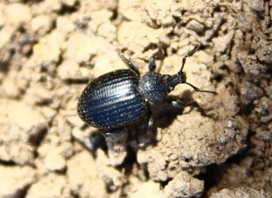 Otiorhynchus catenulatus - gyászos gyalogormányos