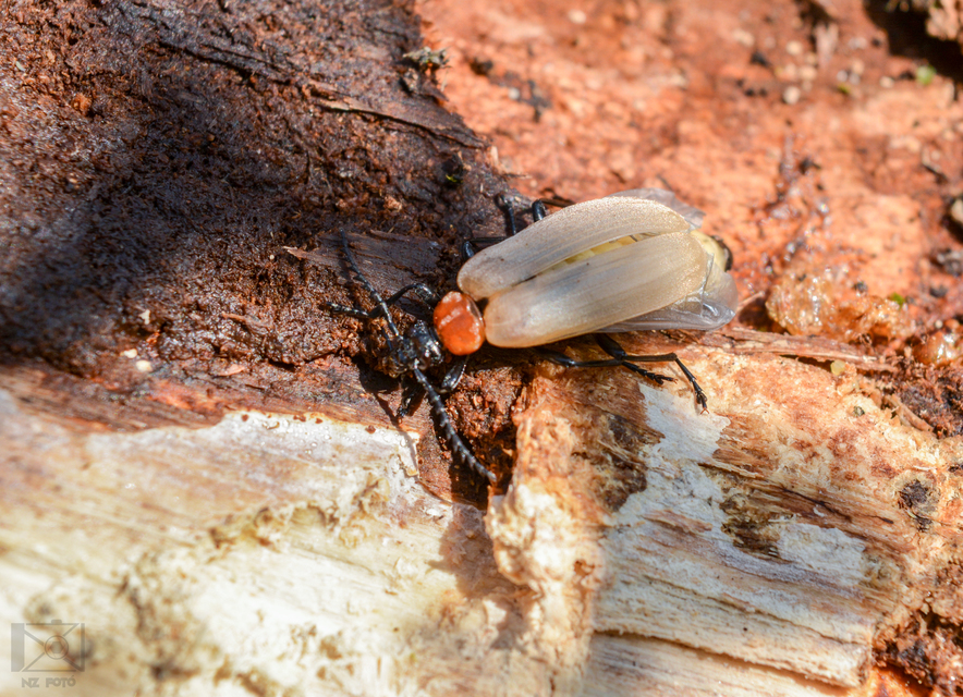 Pyrochroa coccinea - nagy bíborbogár