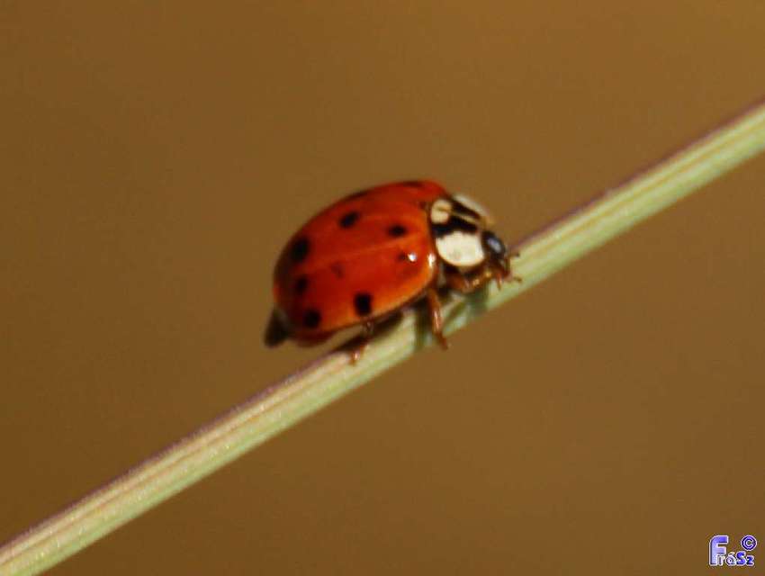 Harmonia axyridis - harlekinkatica