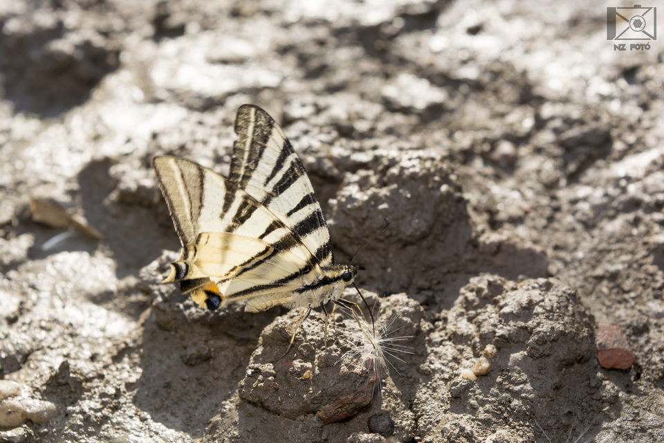 Iphiclides podalirius - kardoslepke