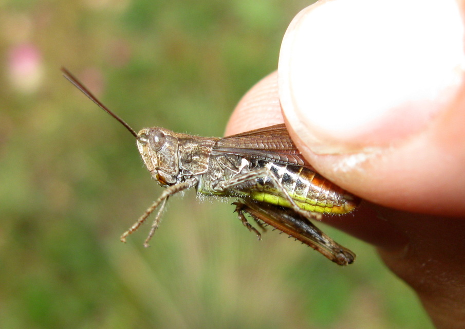 Chorthippus biguttulus - zengő tarlósáska