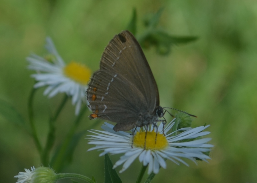 Satyrium ilicis - tölgyfa-csücsköslepke
