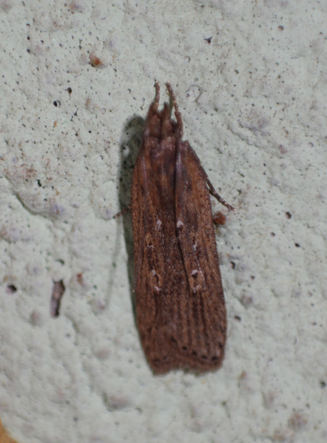 Helcystogramma triannulella - szuláksodró lápimoly