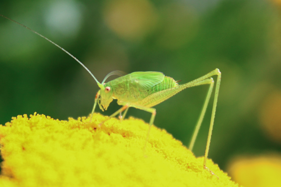 Phaneroptera