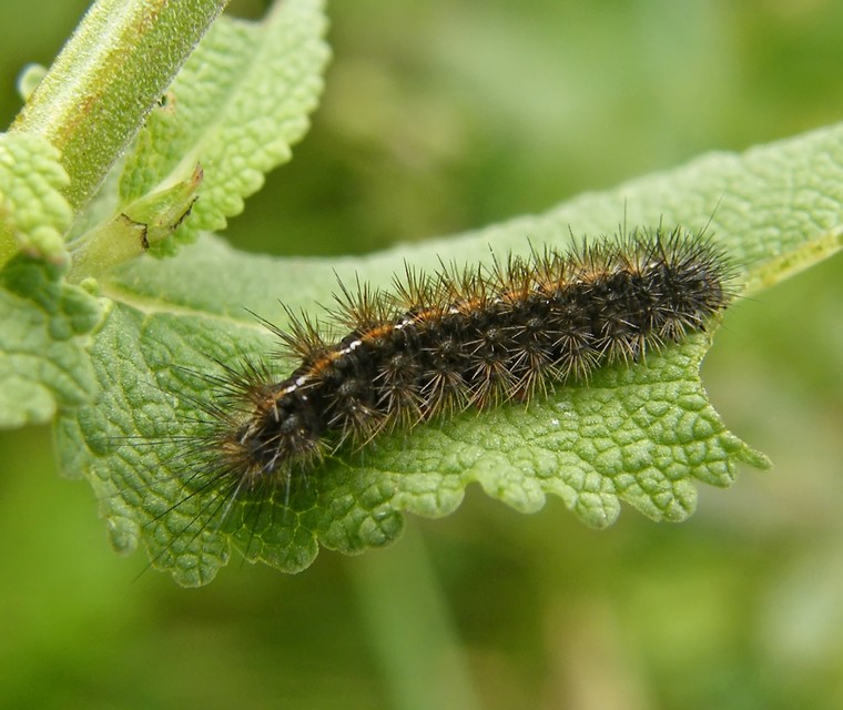 Diacrisia sannio - vörösszélű medvelepke