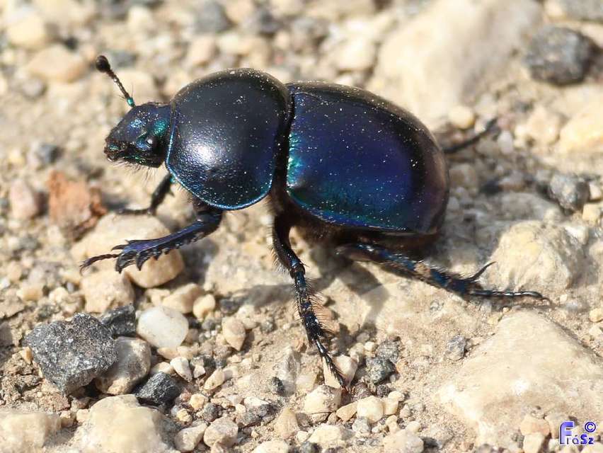 Trypocopris vernalis - tavaszi álganéjtúró