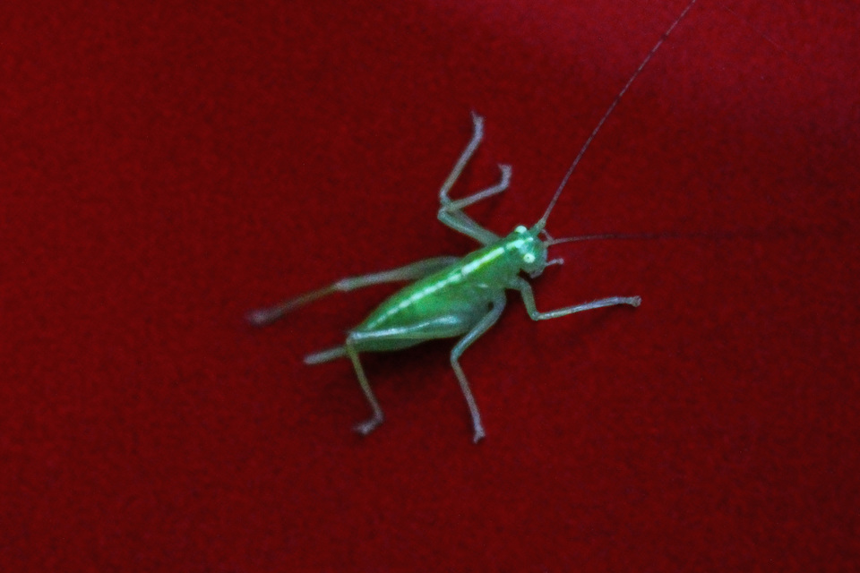 Meconema