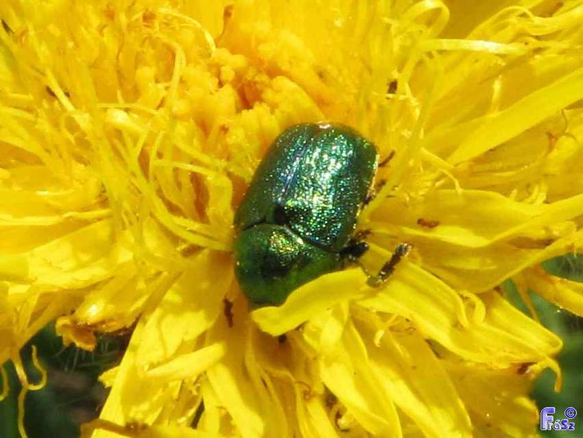 Cryptocephalus