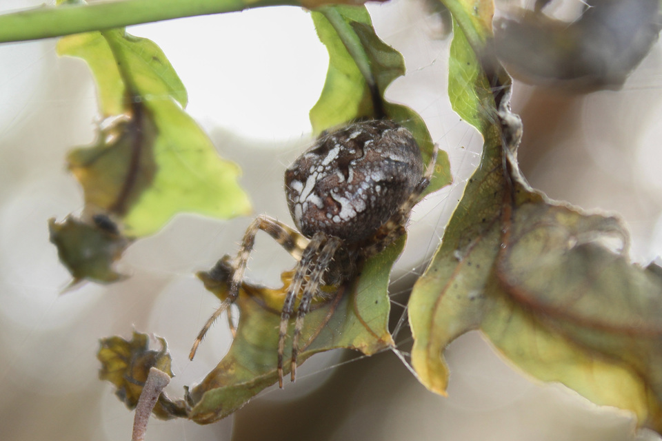 Araneus diadematus - koronás keresztespók