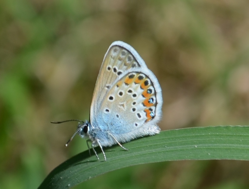 Plebejus argus - ezüstös boglárka