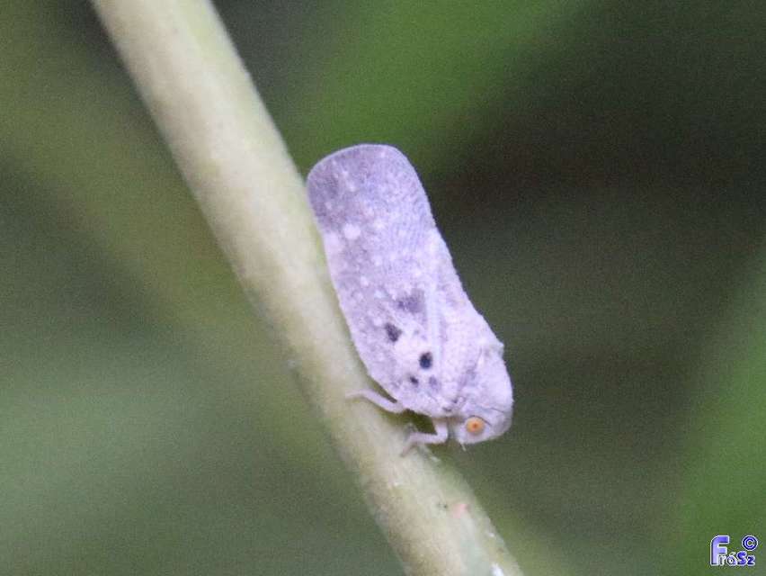 Metcalfa pruinosa - amerikai lepkekabóca Metcalfa pruinosa - amerikai lepkekabóca