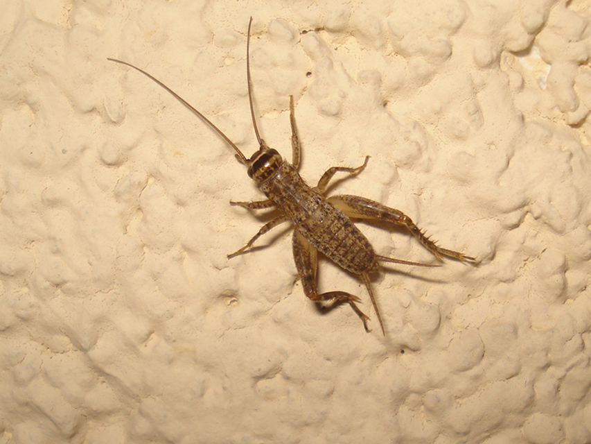 Acheta domesticus - házi tücsök
