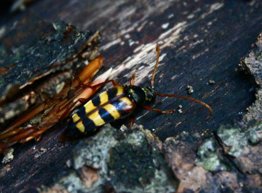Leptura aurulenta - sárgaszőrű szalagoscincér