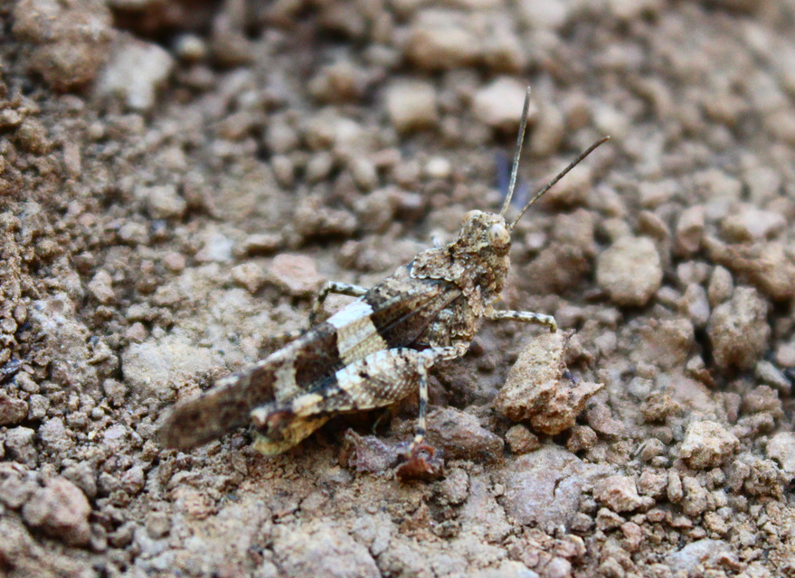 Oedipoda caerulescens - kékszárnyú sáska