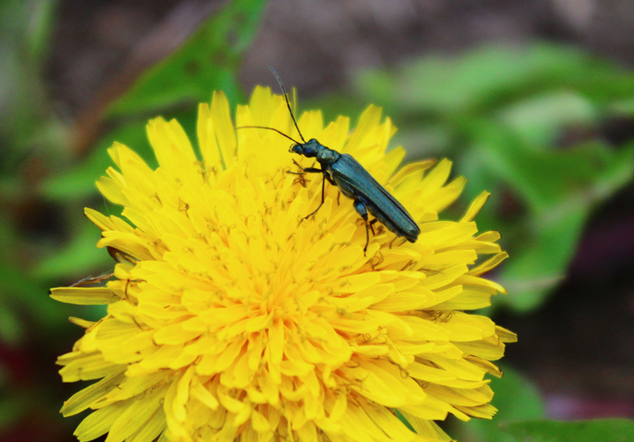 Oedemera