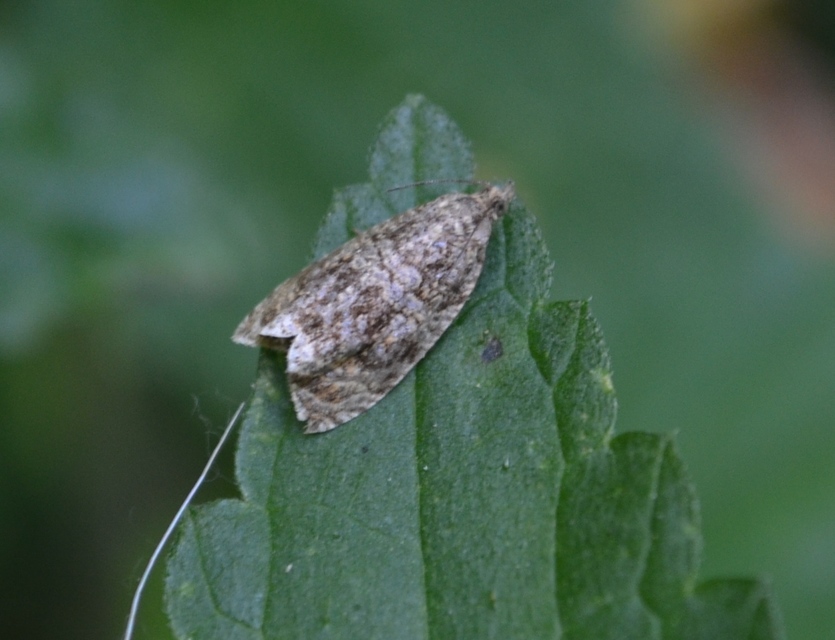 Celypha lacunana - vízparti tükrösmoly