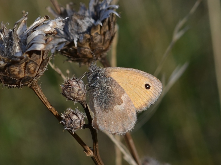 Coenonympha pamphilus - kis szénalepke