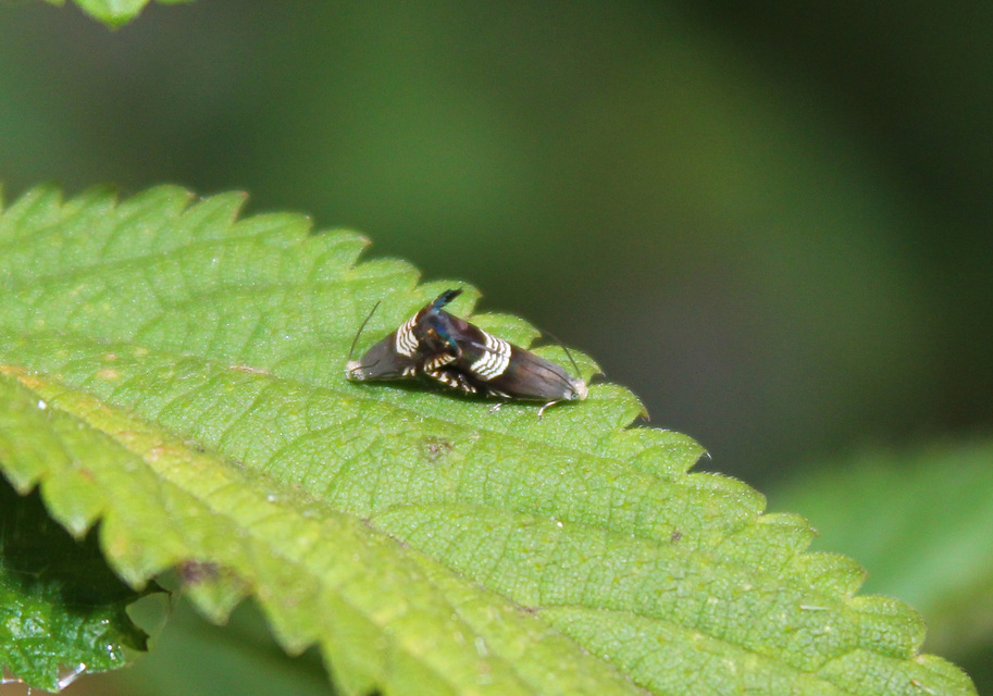 Grapholita compositella - lucernahüvelymoly