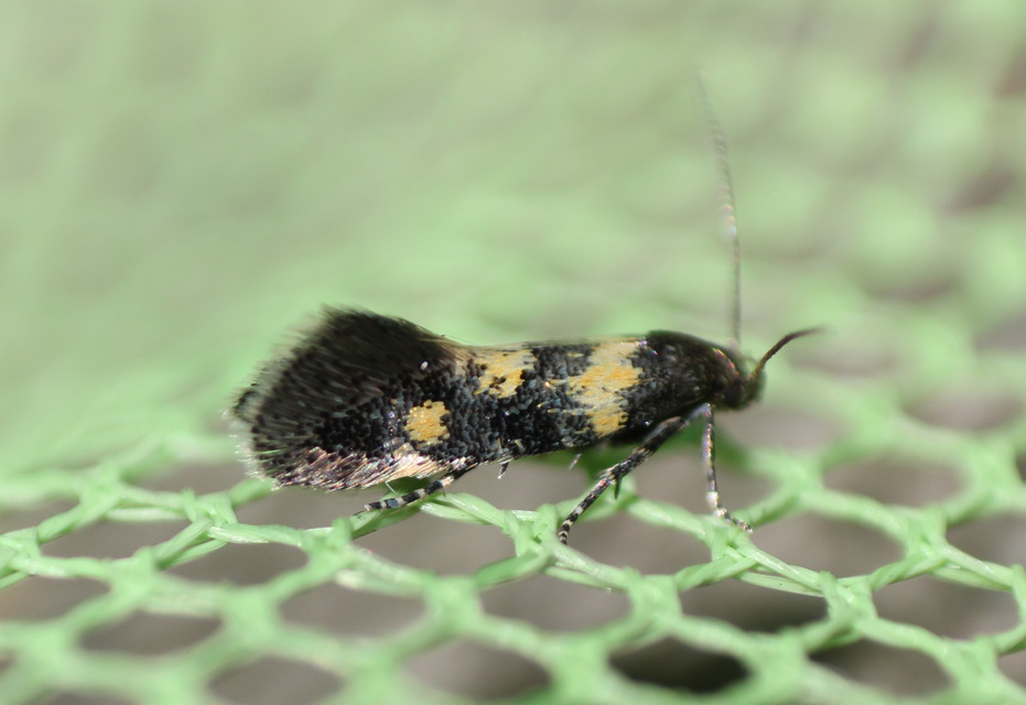Chrysoesthia sexguttella - aranyfoltos sarlósmoly