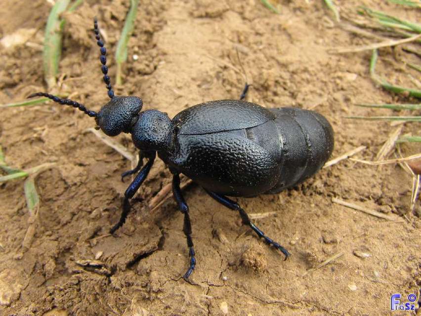 Meloe proscarabaeus - közönséges nünüke