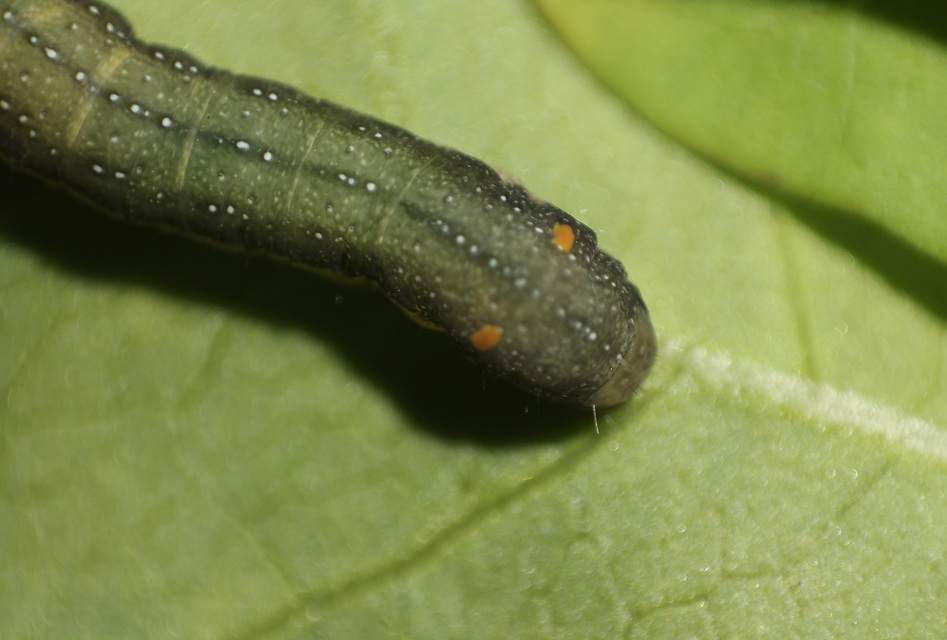 Trachea atriplicis - nyári zöldbagoly