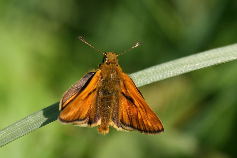 Ochlodes sylvanus - erdei busalepke