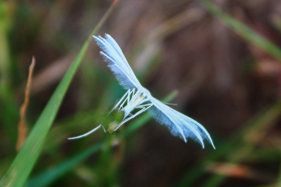 Pterophorus pentadactyla - fehér tollasmoly