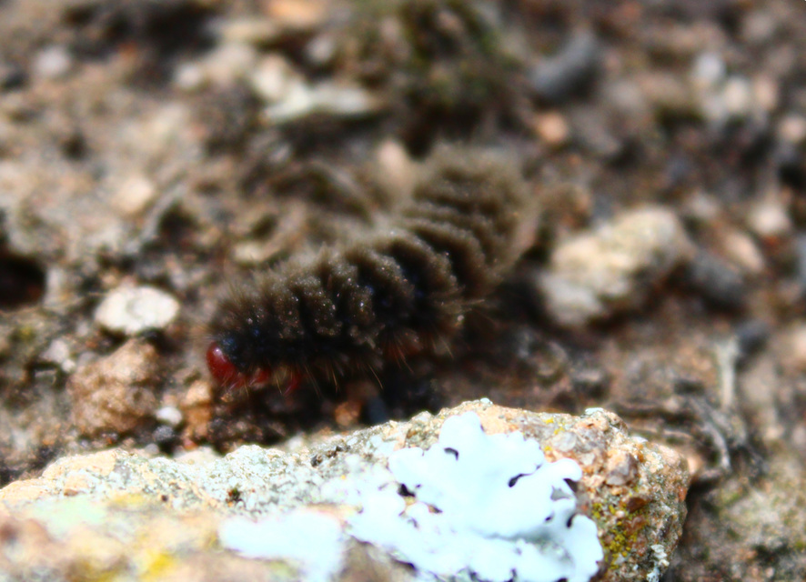 Amata phegea - fehérpettyes álcsüngőlepke