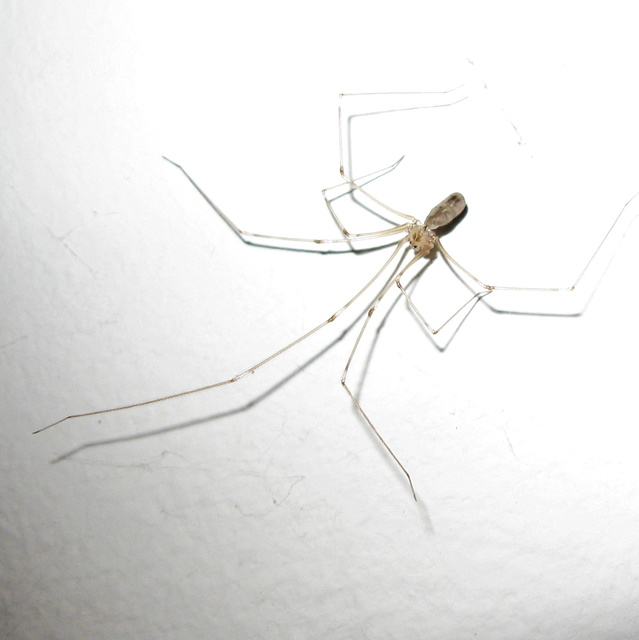 Pholcus phalangioides - nagy álkaszáspók Pholcus phalangioides - nagy álkaszáspók