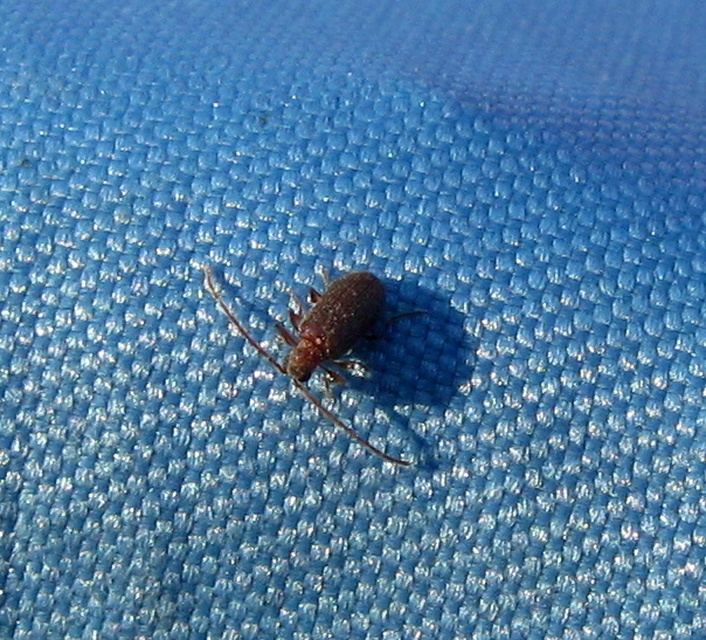 Ptinus subpilosus