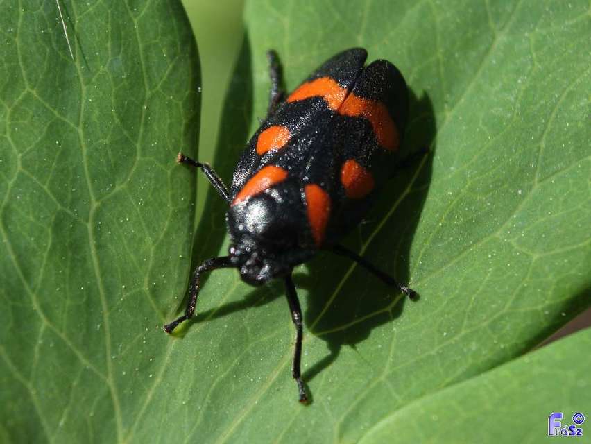 Cercopis arcuata/sanguinolenta Cercopis arcuata/sanguinolenta
