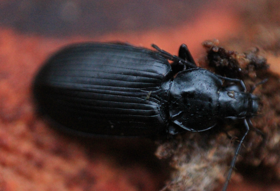Agonum lugens - mocsári kisfutó Agonum lugens - mocsári kisfutó