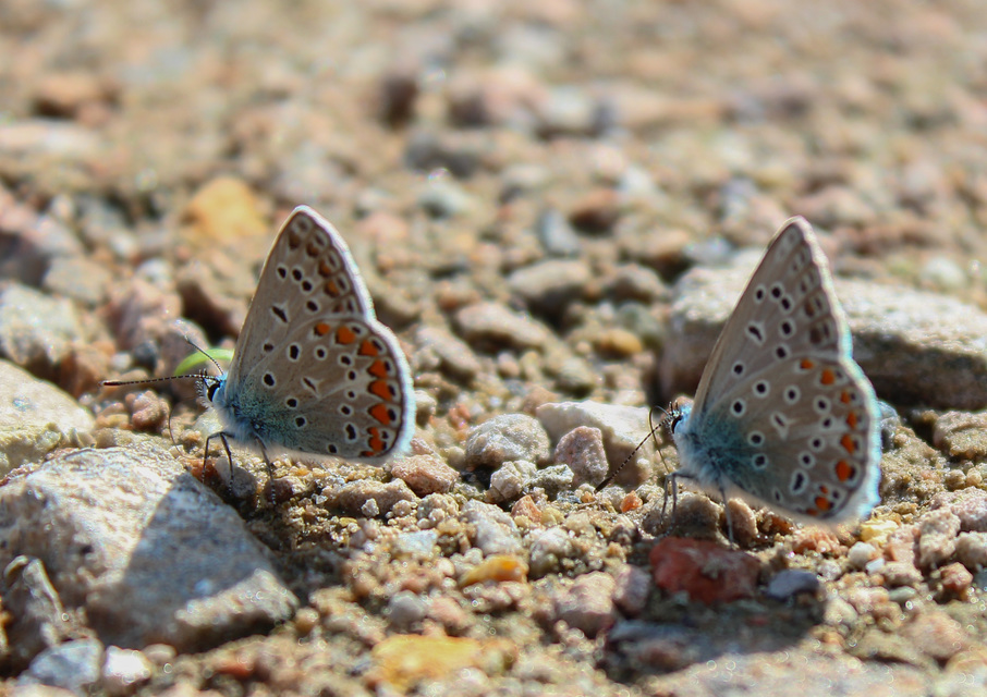 Polyommatus icarus - közönséges boglárka