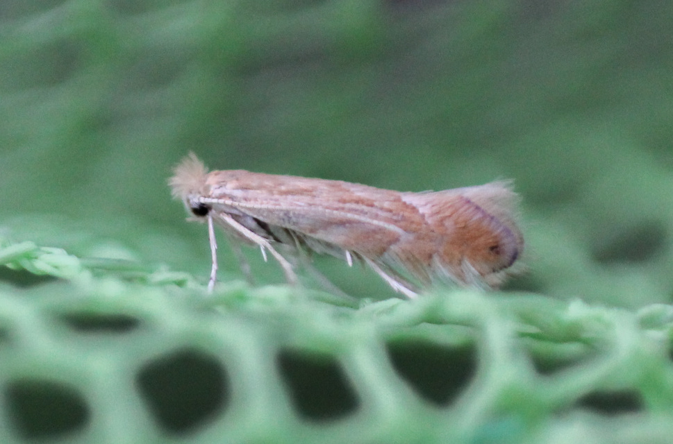 Phyllonorycter quercifoliella - közönséges sátorosmoly