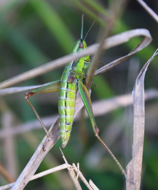 Euthystira brachyptera - smaragdzöld sáska