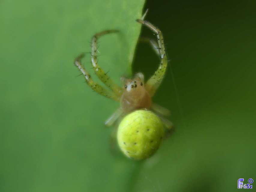 Araniella