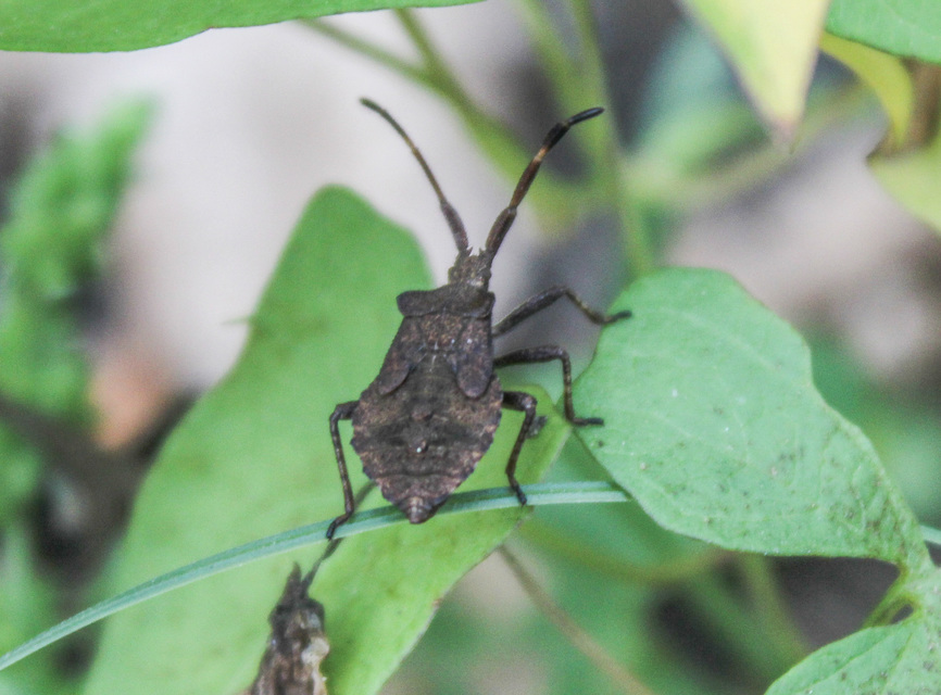 Coreus marginatus - közönséges karimáspoloska