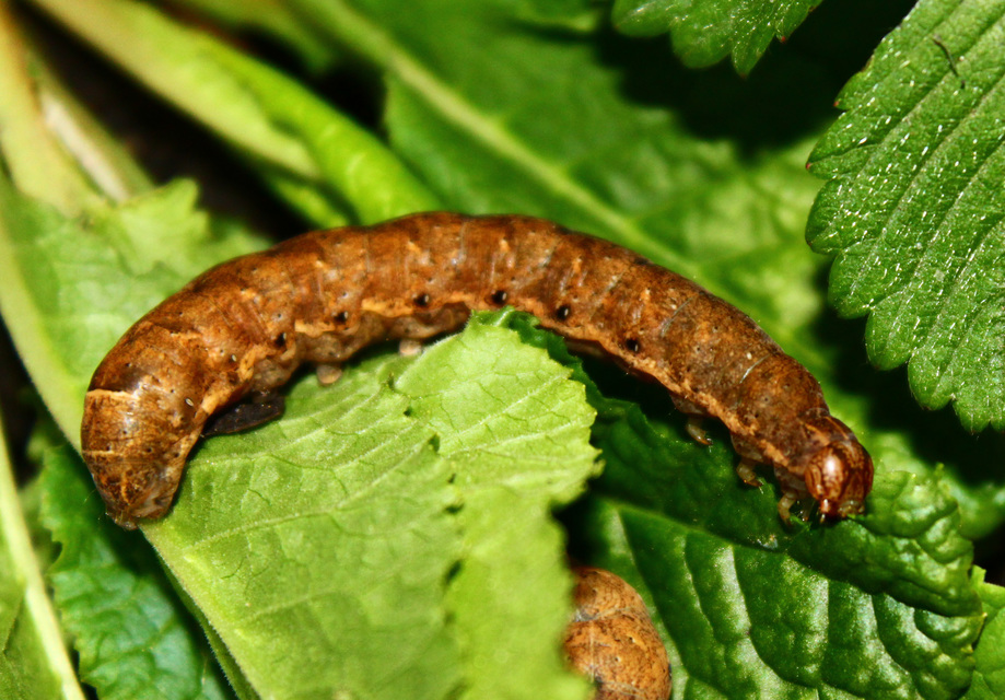 Noctua fimbriata - szélessávú sárgafűbagoly