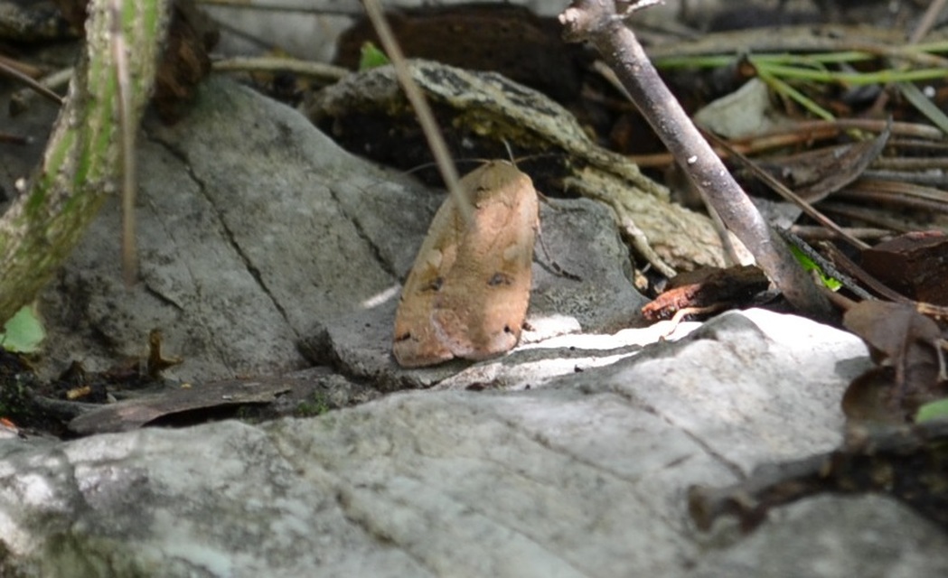Noctua pronuba - nagy sárgafűbagoly