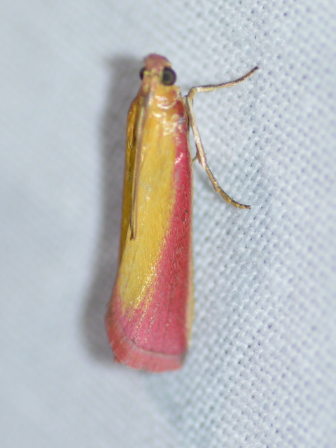 Oncocera semirubella - lucernamoly