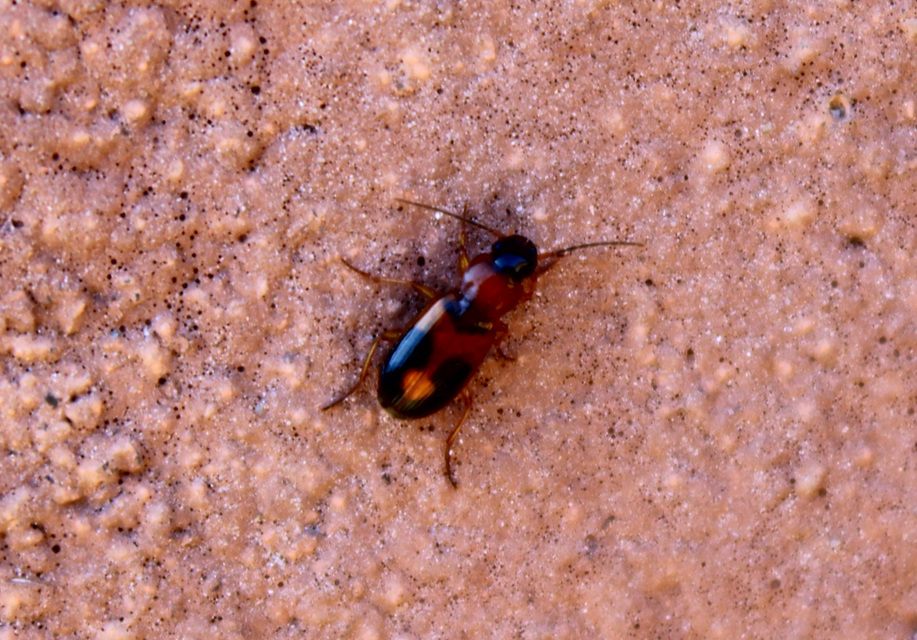 Badister meridionalis - közönséges posványfutonc