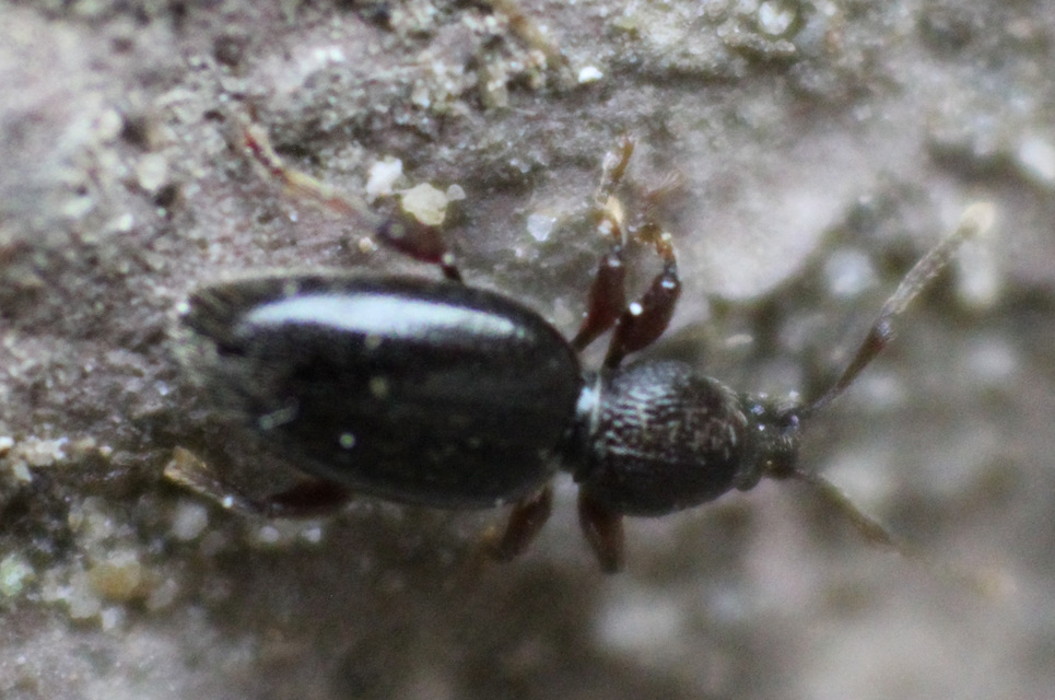 Stomodes gyrosicollis - gyökérlakó ormányos