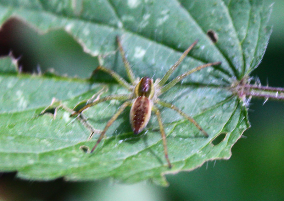 Dolomedes plantarius/fimbriatus