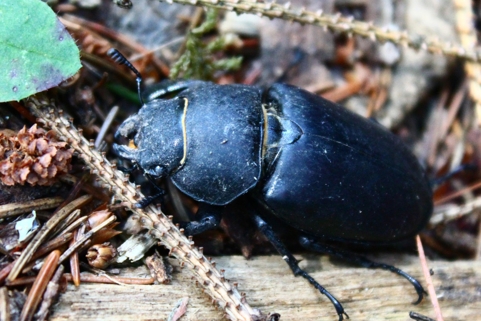 Lucanus cervus - nagy szarvasbogár