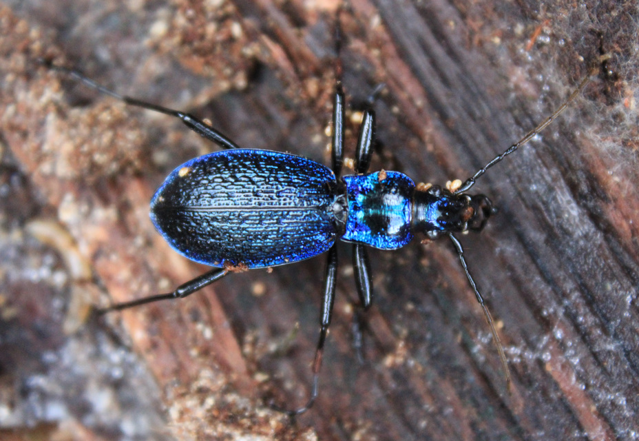 Carabus intricatus - kék laposfutrinka Carabus intricatus - kék laposfutrinka