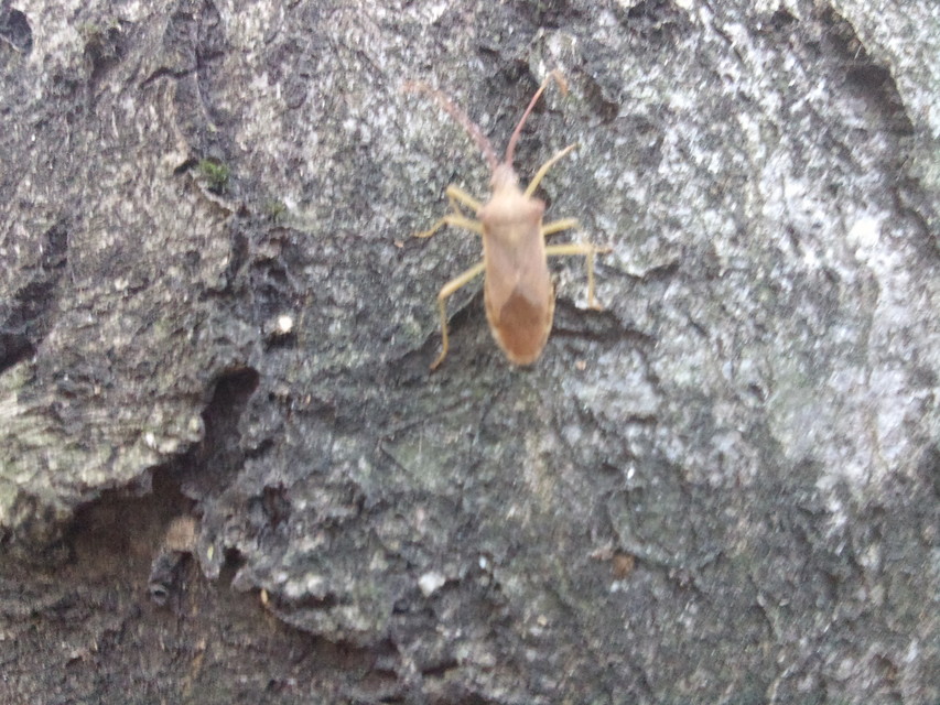Gonocerus acuteangulatus - aranypetés karimáspoloska