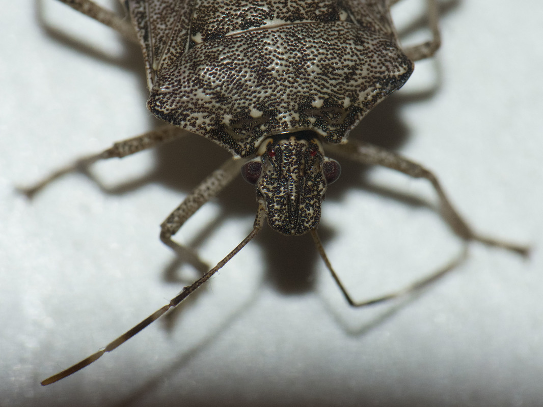 ázsiai márványospoloska feje