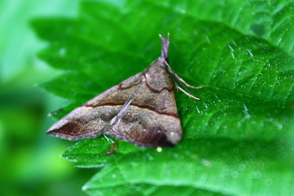 Hypena proboscidalis - ormányos karcsúbagoly